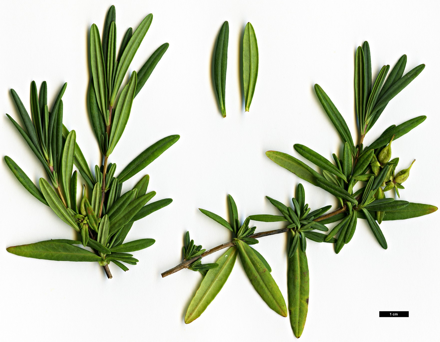 High resolution image: Family: Hypericaceae - Genus: Hypericum - Taxon: buckleyi